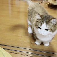 猫ちゃんの立ち姿を正面から捉えた画像