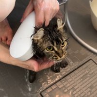 洗われる猫