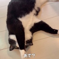 亀を眺める猫