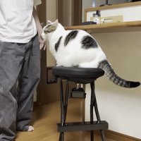 椅子に乗っている猫の写真