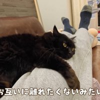 テロップ「お互いに離れたくないみたい」