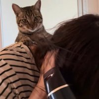 カメラ目線の猫