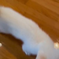 飼い主の周りを歩く子猫