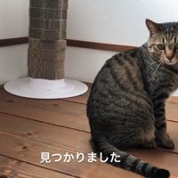 階段の踊り場に座る猫