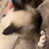 毛布に顔をつける子猫