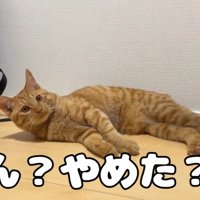 寝てる茶トラ猫