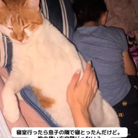 枕に頭を乗せて寝ている猫をなでる