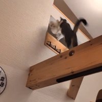 猫の後ろ姿