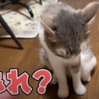 おやつから口を離して、下を向く猫