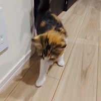 ごはんのもとに向かうスコティッシュフォールド