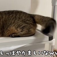 外を覗き込む猫さんのしっぽ