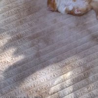 カーペットの上で眠る子猫を遠くから見つめる投稿者