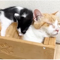 猫ベッドでむぎくんの背中に乗るチーノくん