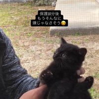抱っこされている子猫