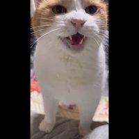 ニャー