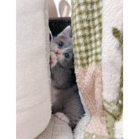 室内にいる猫