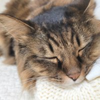 服の上で休む猫