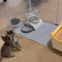 フェンスの外の黒猫を見る2匹の子猫