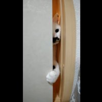 ふすまのすき間から部屋に入ろうとする猫