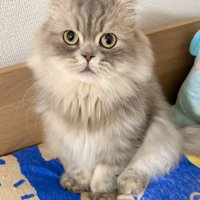 スコティッシュフォールドのロッシュくん