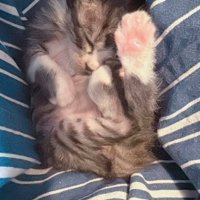 仰向けで寝ている子猫