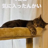 キャットタワーのベッドで寛ぐサバトラ猫