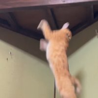 落ちる猫