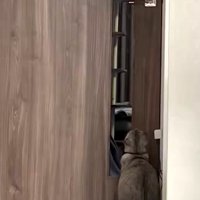 上を向いてドアの前に座る猫