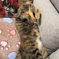 寝る猫