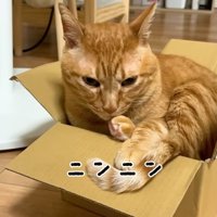 再び段ボール箱に入る猫