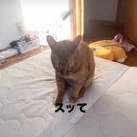 床にお尻をつけながら歩く猫