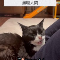 人の上に乗っている猫と「ミャーン」の字幕