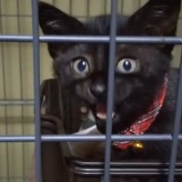 ケージの中で鳴く子猫