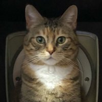 炊飯器の中に立っている猫の表情