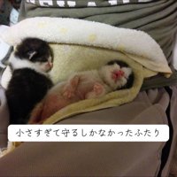 寝ている2匹の子猫