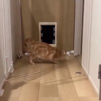 ピンがあった場所をふり返る猫
