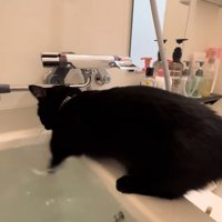 左前足をお湯につけているバスタブの縁に乗った黒猫