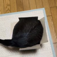 段ボール箱に入ろうとする保護猫