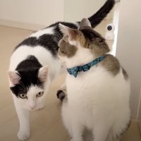 ドアの前の猫たち