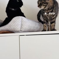 黒猫へのスリスリに失敗したキジトラ猫