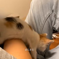 逃走する子猫