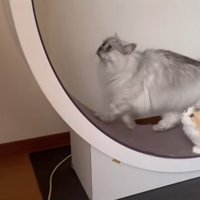 2匹の猫がキャットホイールで遊ぶ写真1