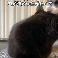 犬を威嚇する猫