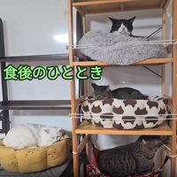 ベッドで休む猫たち