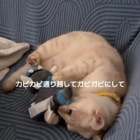 ぬいぐるみを噛む猫