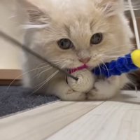 「絶対離さにゃい！」のテロップ写真4