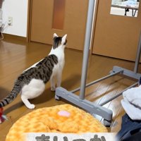 立ち上がる猫