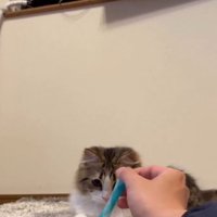 おもちゃを狙う猫1