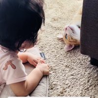 見つめ合う赤ちゃんと茶白猫