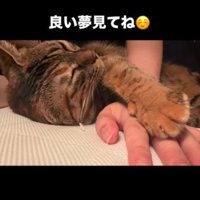 人の手に前足をのせて目を閉じる猫